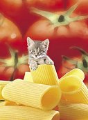 Chat