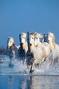 Chevaux dans le désert