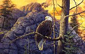 Aigle fier au lever du soleil