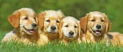 Golden retrievers