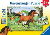 Le monde des chevaux