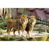 Les lions