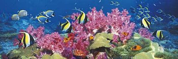 Récif de corail