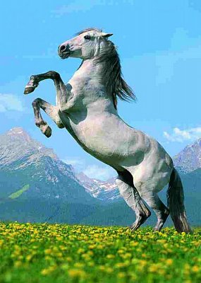 Cheval arrière