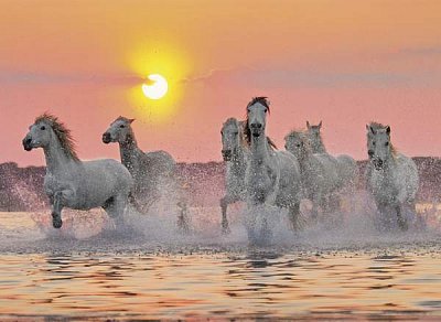 Chevaux dans l'eau