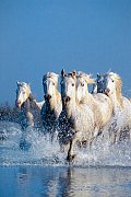 Chevaux dans le désert