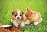 Chiots et chatons