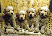 Chiots golden retrievers