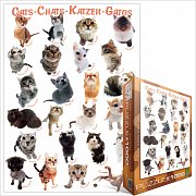 Course de chat