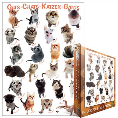 Course de chat