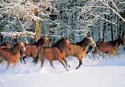 Les chevaux