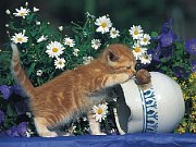 Petit chaton