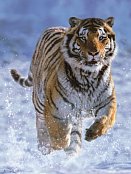 Tiger the snow