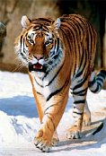 Tigre de sibérie