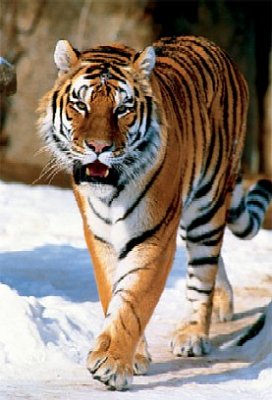 Tigre de sibérie