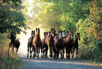 Troupeau de chevaux pur-sang anglais