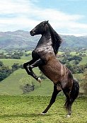 Un cheval noir