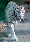 Un tigre blanc