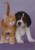 Beagle et chaton