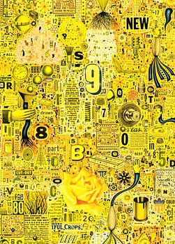 Une rose jaune
